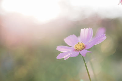 Close-up of pink cosmos flower