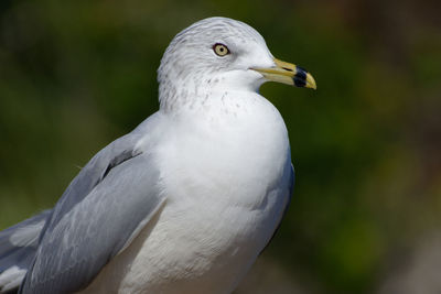 Close-up of seagull