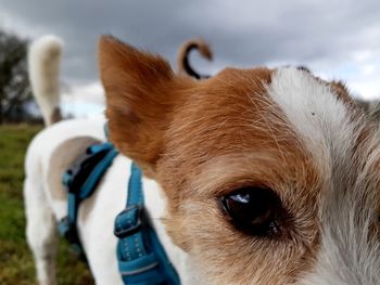 Close-up portrait of dog