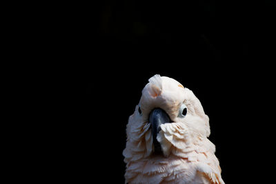 Close-up of bird against black background