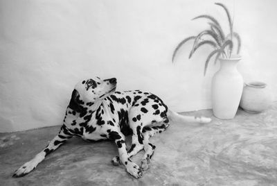 Black and white portrait, the dalmantian     dog. 