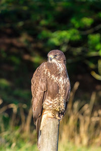 Close-up of bird perching on rock