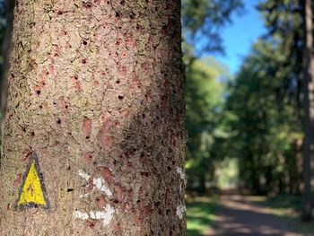 Close-up of tree trunk