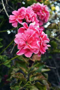 Close-up of flowers blooming outdoors