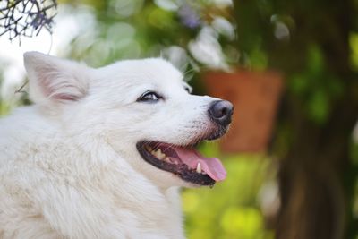 Close-up of dog outdoors