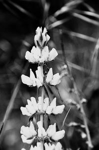 Close-up of flowers blooming outdoors