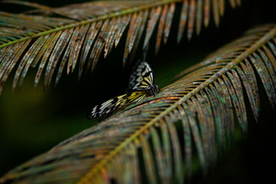 Close-up of insect on plant