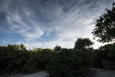 Trees against sky