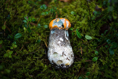 Close-up of mushroom