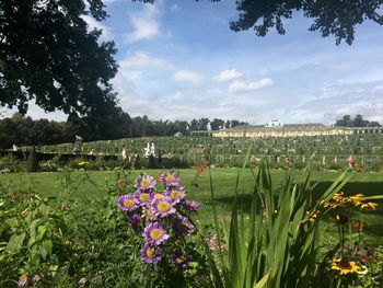 View of flowers growing in park