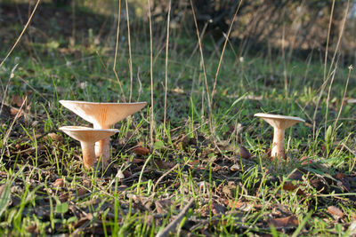 Close-up of mushroom growing on field