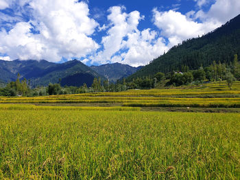 Scenic view of agricultural field against sky