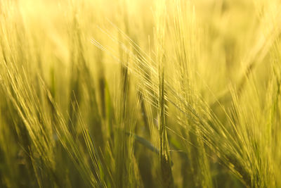 agriculture