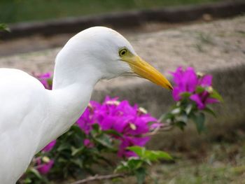 Close-up of a bird on pink flower