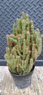 plant