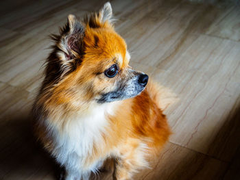 High angle view of dog looking away