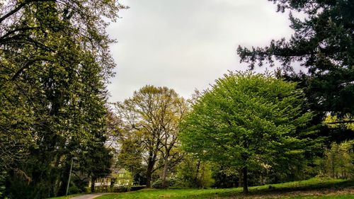 Low angle view of trees against sky