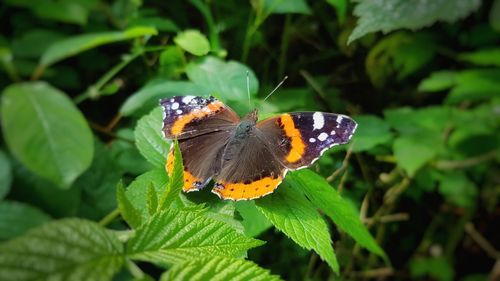 Close-up of butterfly perching on leaf