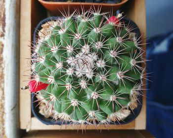 Close-up of cactus plant