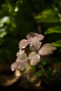 Close-up of wet flower