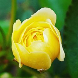 Close-up of yellow flower