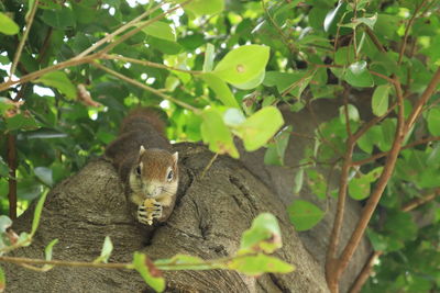 Portrait of squirrel on tree