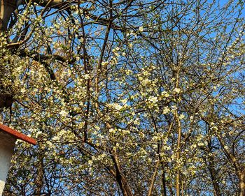 Low angle view of flowering tree against blue sky