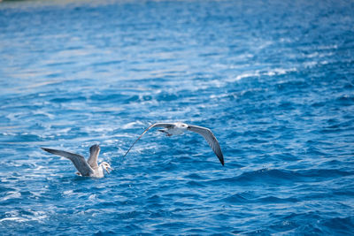 Bird flying over sea