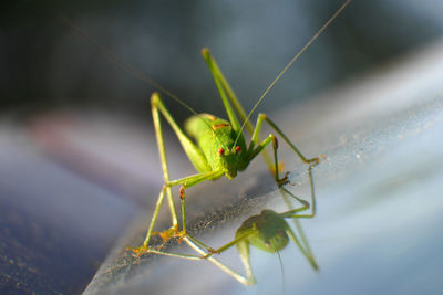 Close-up of insect on leaf