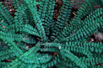 Full frame shot of plants growing on field