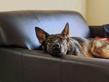 Portrait of a dog lying down on sofa