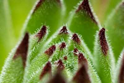 A close up of a sempervivum plant with large red tips. the bristles of the plant are clearly visible