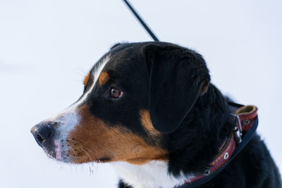 Close-up of dog against white background