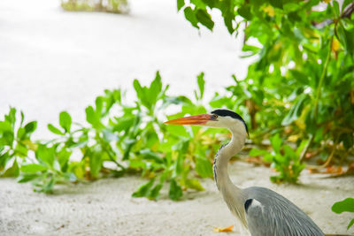 Close-up of gray heron on plant