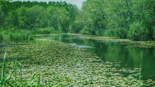 Reflection of trees in lake