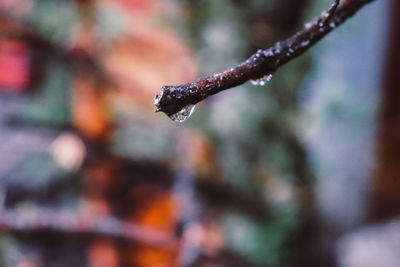 Close-up of raindrops on tree during winter