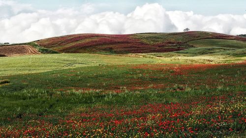 Scenic view of field against sky