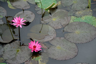 Pink lotus water lily in lake