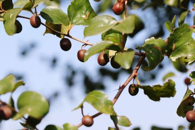 Close-up of berries growing on tree