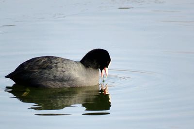 Close-up of duck swimming on lake