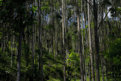 Trees in forest