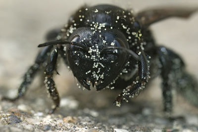 Extreme closeup on the face of a violet carpenter bee, xylocopa violacea, loaded with white pollen