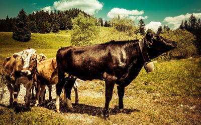 Horse standing on field