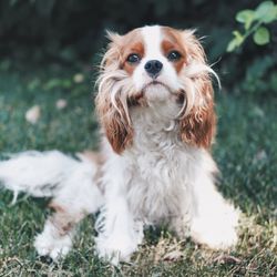 Dog looking away on field