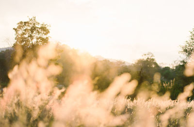 Close-up of fresh plants on field against sky