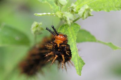 Close-up of insect on leaf