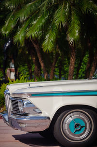 Vintage car on palm trees