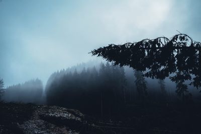 Trees on snow covered land against sky