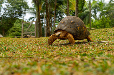 Mauritius giant