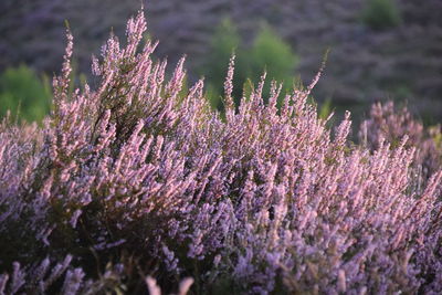 Close-up of purple flowering plants